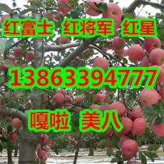 2016年山东红富士苹果批发价格
