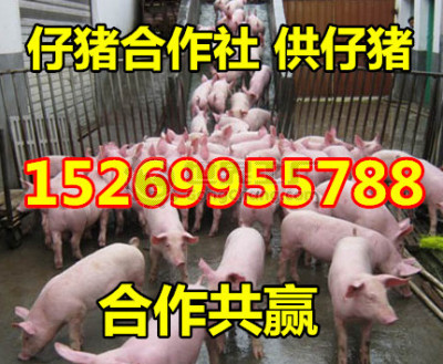 山東仔豬批發價格