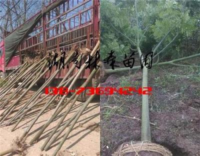 5公分6公分欒樹價(jià)格 常德欒樹價(jià)格 8公分10