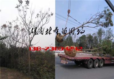 5公分6公分欒樹價(jià)格 常德欒樹價(jià)格 8公分10