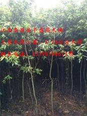 2-16公分木荷 枫香 米径8-20公分杨梅树