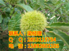 四川板栗苗哪个品种最好 四川板栗苗价格