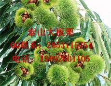 四川嫁接板栗苗苗圃 四川板栗苗产量