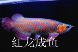 济南锦鲤销售