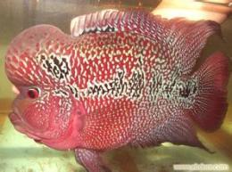 济南高新区水族器材专业销售