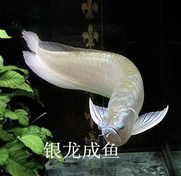 鱼缸厂家批发