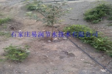 桂平市芒果树滴灌 小管出流技术