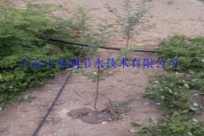 钦州杨桃果树滴灌 小管出流系统 厂家直销