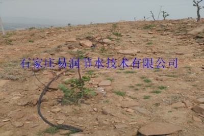 钦州杨桃果树滴灌 小管出流系统 厂家直销