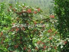 供應大紅袍花椒苗