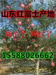 苹果跌价供应 山东优质红富士苹果产地
