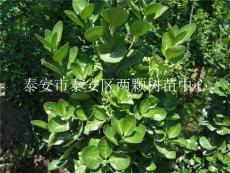 出售小葉女貞冬青苗