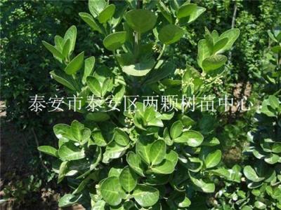出售小葉女貞冬青苗