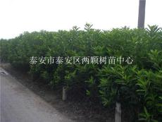 供應(yīng)冬青苗