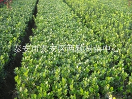 小葉冬青苗