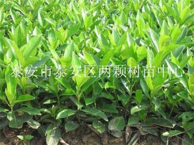 出售小葉女貞冬青苗
