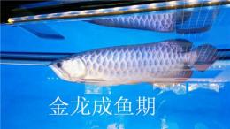 济南水草缸专业造景