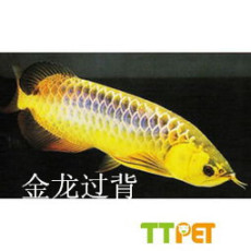 济南热带鱼专卖店