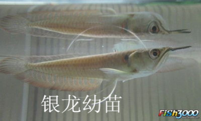 山东鱼管家观赏鱼批发