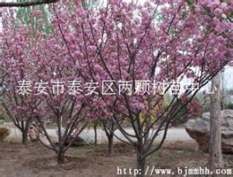 供應(yīng)優(yōu)質(zhì)櫻花苗