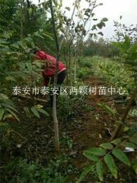 供應(yīng)塔柏苗