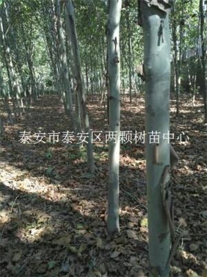 供應(yīng)塔柏苗