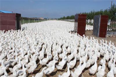鵝飼料 肉鵝飼料 鵝吃什么飼料長得快