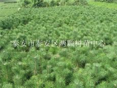 供應(yīng)優(yōu)質(zhì)油松苗