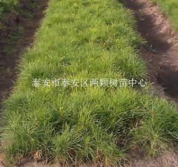 供應(yīng)油松小苗 成苗