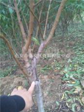 供應(yīng)桂花苗