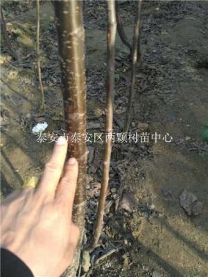 供應(yīng)桂花苗