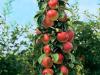 M9T337矮化苹果苗浅谈花开季节苹果苗喷洒农