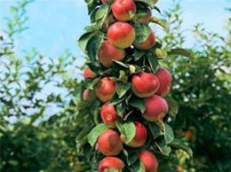 M26矮化苹果苗怎么让苹果苗早一天结果