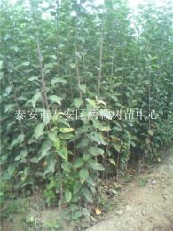 供應(yīng)蘋果苗 普瑞麗蘋果