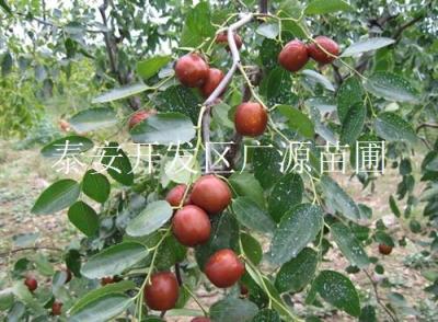 金丝新4号枣树苗 脆甜小枣苗价格 1公分枣