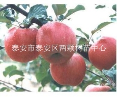蘋(píng)果新品種-巔峰