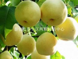 優(yōu)質(zhì)梨苗