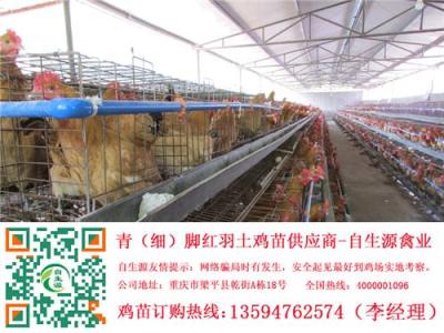 資陽土雞苗批發 資陽正宗土雞養殖 資陽土雞