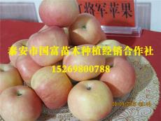 泰安国富苗木-苹果苗种植技术