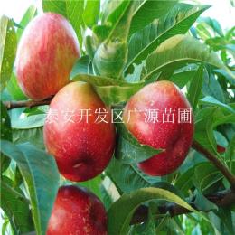 5月份成熟油桃品种 中油4号桃树苗价格