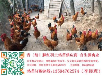 樂山土雞苗養(yǎng)殖 樂山土雞行情 樂山正宗土雞