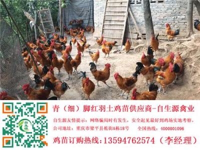樂山土雞苗養(yǎng)殖 樂山土雞行情 樂山正宗土雞