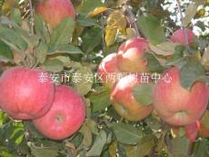 煙富六號(hào)蘋(píng)果苗