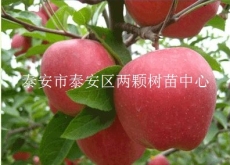 煙富8蘋果苗