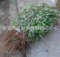 優(yōu)質(zhì)川花椒苗