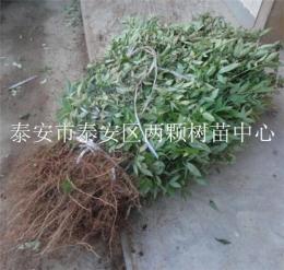 優(yōu)質(zhì)川花椒苗