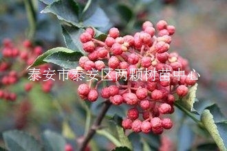 供應(yīng)花椒苗