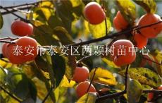 供应日本甜柿