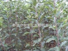 供應(yīng)優(yōu)質(zhì)柿子苗 油柿子