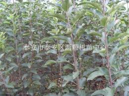 供應(yīng)優(yōu)質(zhì)柿子苗 油柿子